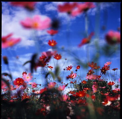 photo de fleurs