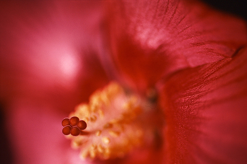 photo de fleurs