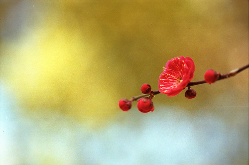 photo de fleur