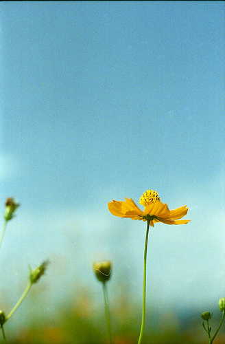 photo de fleurs