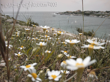 plage La Couronne, photos de pâquerettes