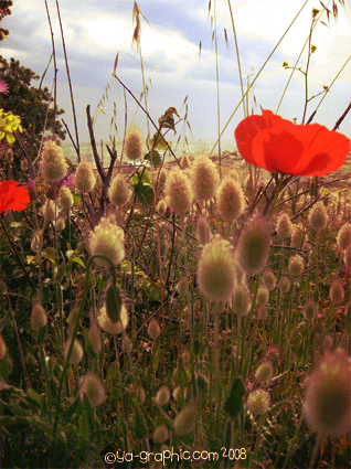 photos de coquelicots de la plage du Verdon à la Couronne