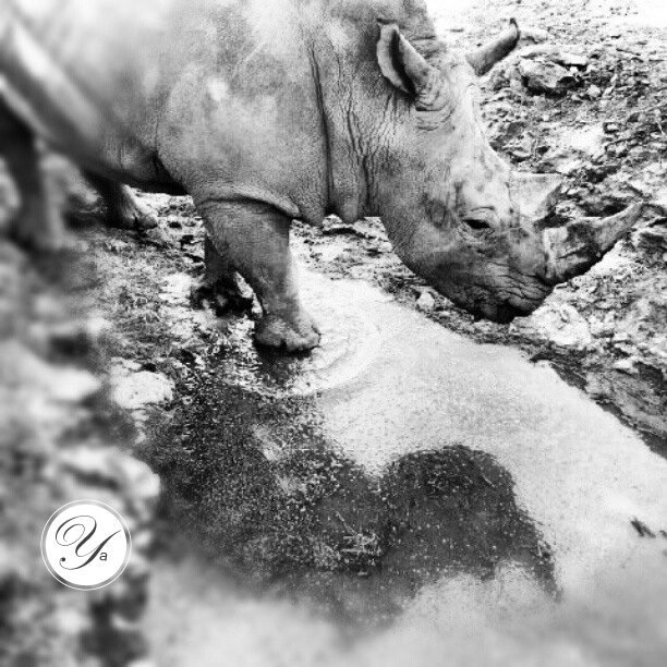 Rhinocéros (photo noir et blanc)