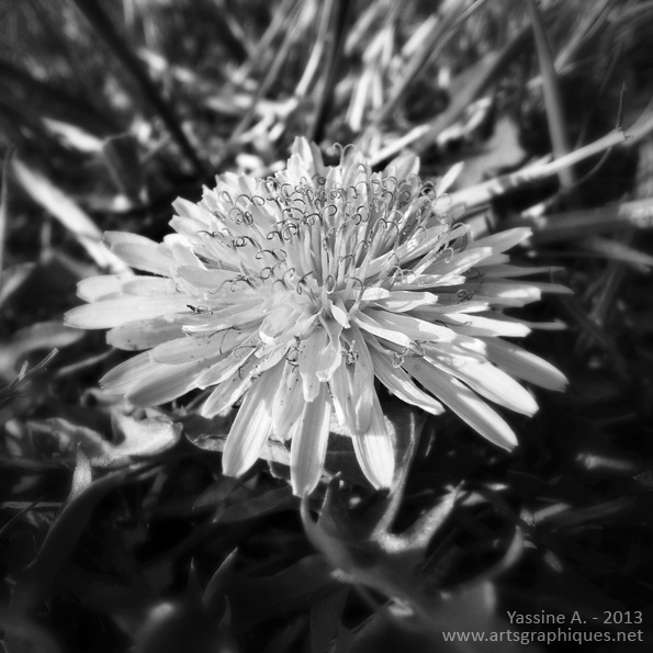 Photo macro d'un pissenlit à Miramas