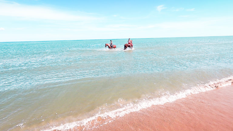 Chevaux à la plage